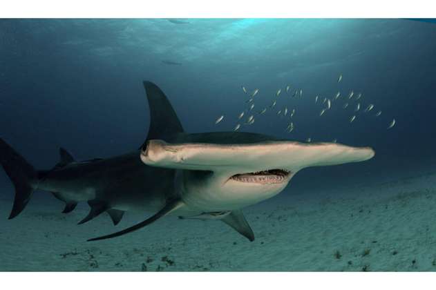 Hallan nuevo refugio natural de tiburones martillo en Galápagos