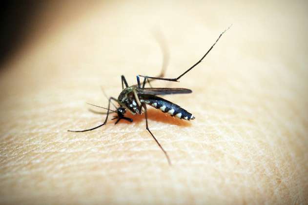 Hongos transgénicos matan rápidamente al mosquito de la malaria