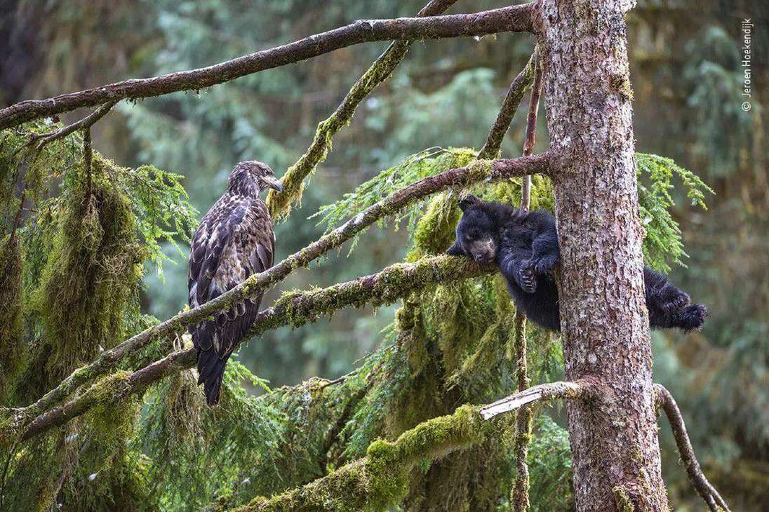 Jeroen Hoekendijk, fotógrafo de los Países Bajos, mostró uno de los comportamientos más habituales de los cachorros de oso negro: trepar a los árboles, donde esperan seguros a que su madre regrese con comida.
La imagen fue capturada en la selva tropical templada de Anan, en Alaska.