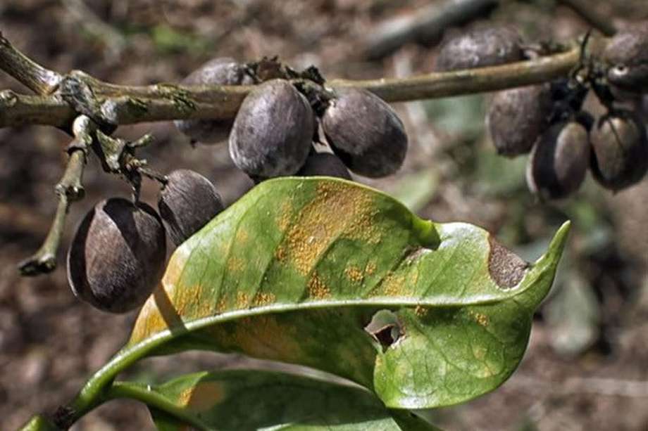 Una de sus metas es pasar algún tiempo en Etiopía, donde miles de arbustos brotan de manera silvestre en el territorio primitivo del café. / Cortesía: Cultura Colectiva News
