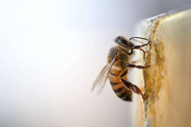 Las razones por las que las abejas estarían produciendo menos miel
