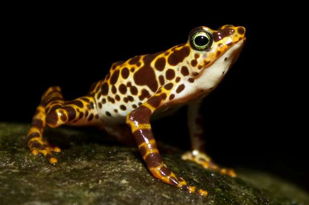 La crisis climática amenaza a tres especies de ranas en Ecuador