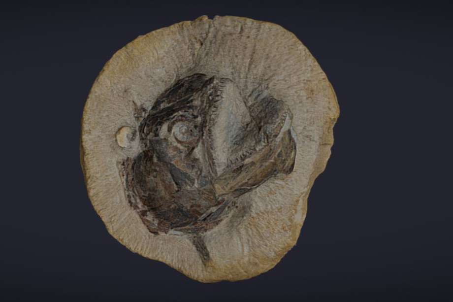 Modelo 3D del fósil del pez hallado. Fue realizado por la empresa ThinkSee3D.