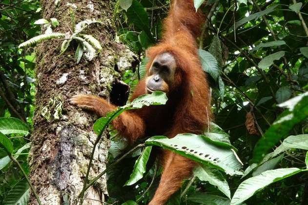 Los orangutanes también transforman su vocabulario durante la interacción social