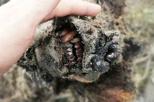 Imagen del cadáver de oso de las cavernas completo con tejidos blandos.