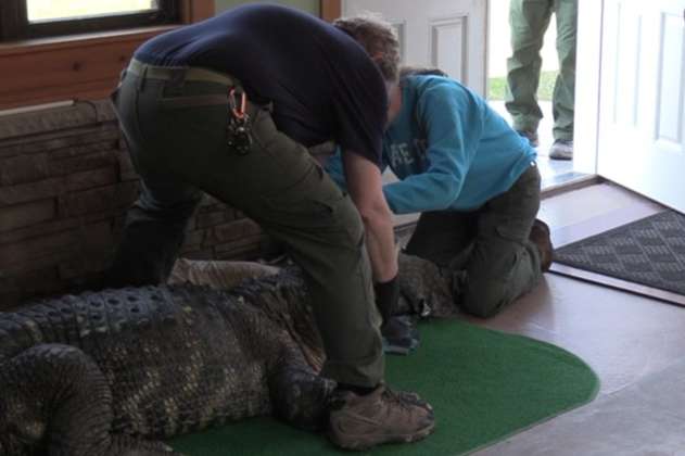 Autoridades decomisan un caimán ciego usado como mascota en Nueva York