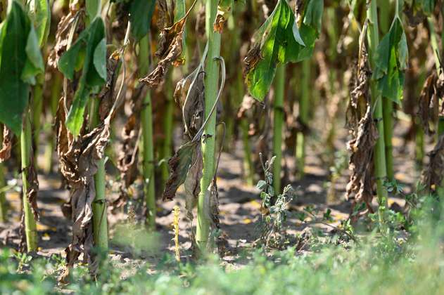 Región Central alertó de riesgo en la producción de alimentos por crisis climática