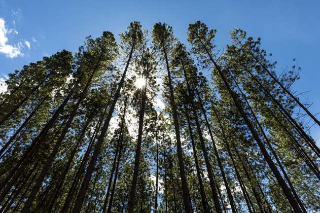 Reforestación comercial: ¿qué es y por qué debería importarnos?