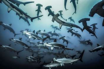 Corredores oceánicos: la idea para proteger tiburones martillo