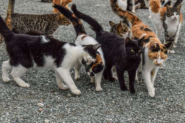 Los gatos domésticos que se volvieron salvajes para sobrevivir a la calle