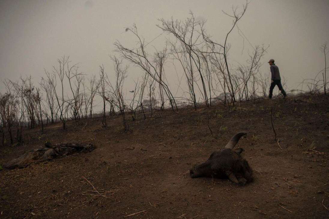 La cabeza de un animal quemada por los incendios forestales fue encontrada en Porto Jofre, estado de Mato Grosso.