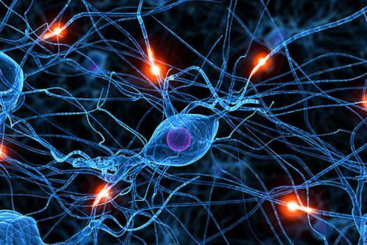 Las neuronas de la hostilidad se encontrarían en la región del hipotálamo en el cerebro, de acuerdo con la investigación. / Universidad Nacional