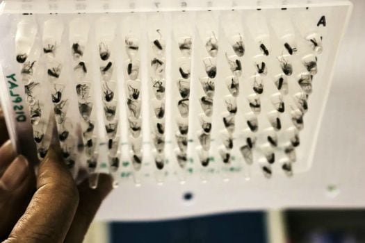Los mosquitos infectados con Wolbachia son liberados para que se apareen con otros no infectados y así transmitan la bacteria a las nuevas generaciones rompiendo el ciclo de reproducción del dengue.