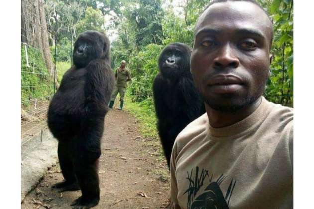 Guardabosques se toman selfie con gorilas como símbolo contra la caza furtiva
