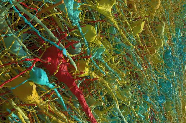 La increíble reconstrucción de un milímetro cúbico de cerebro hecha por Harvard y Google