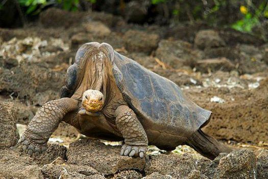 El solitario George fue una tortuga gigante que vivió en Galápagos. Fue el último ejemplar de su especie.  /  Arturo de Frias Marques - Agencia Sinc