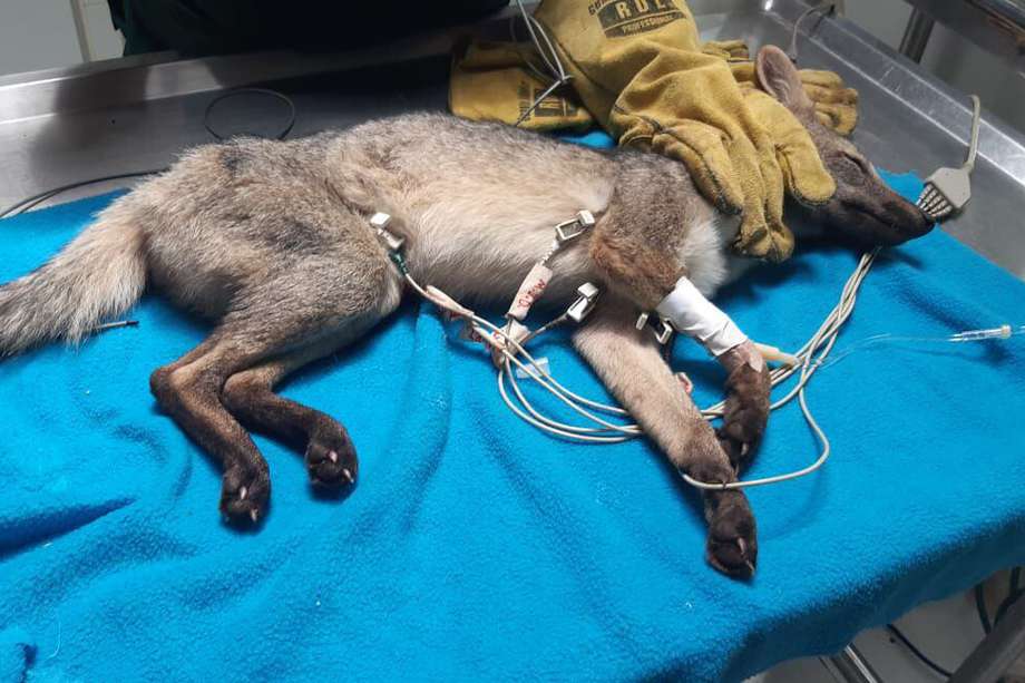 El virus que produce el moquillo canino está infectando a muchos zorros cañeros en municipios cercanos a Manizales. Cortesía Corpocaldas.

