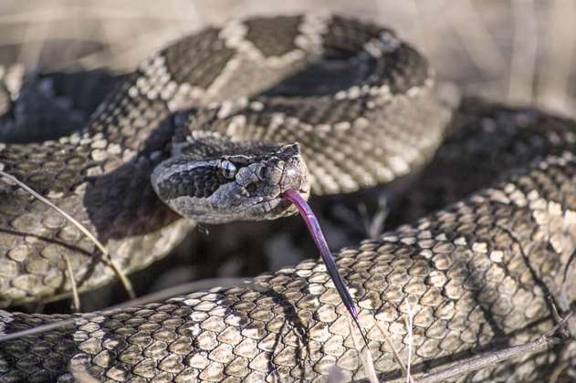 La serpiente de cascabel modifica su conducta por la crisis climática