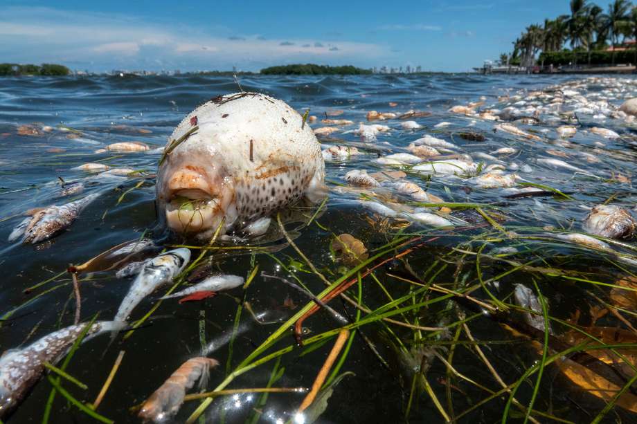 En los últimos años, varias playas de las dos costas de Florida han tenido que cerrar en verano por la presencia del alga tóxica “Karenia brevis”, un microorganismo causante de la “marea roja”, que deja sin oxígeno a los peces y amenaza especies protegidas.
