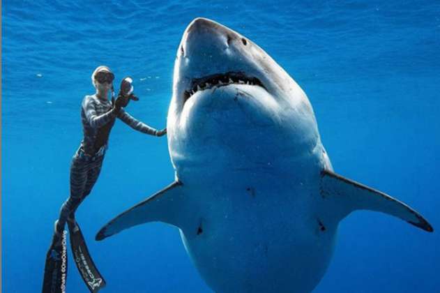 Buzos en Hawái se encuentran cara a cara con gigante tiburón blanco