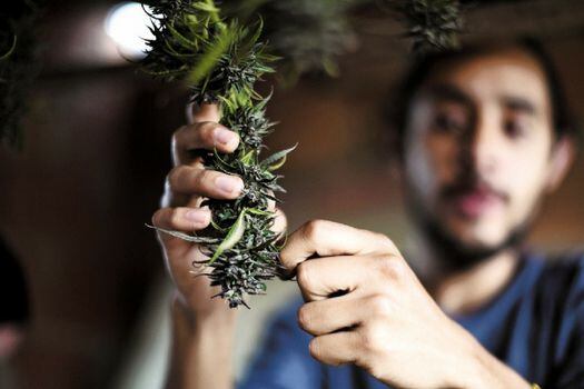 Adriano Fontecha tiene su propia huerta de cannabis en Bogotá. Para él, el manejo de la planta es casi una alquimia. / Fotos: Óscar Pérez
