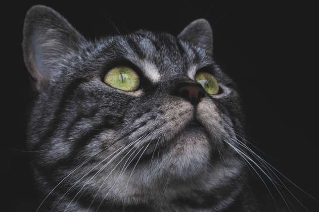 5 razas de gatos finos que te encantarán como mascota