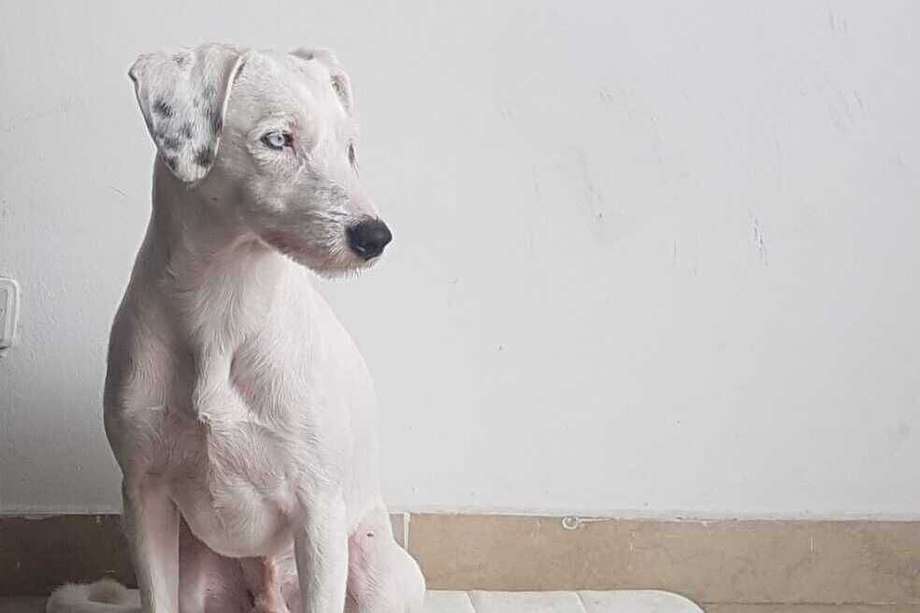 Bongo es un perro sordo de nacimiento. Sin embargo, esto no le ha impedido adaptarse a su familia y tener una vida normal.