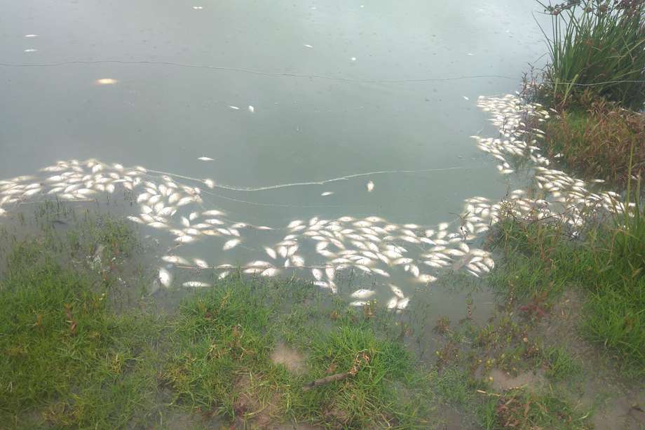Desde el pasado lunes 25 de abril se han encontrado peces y otras especies muertas en la laguna de Suesca