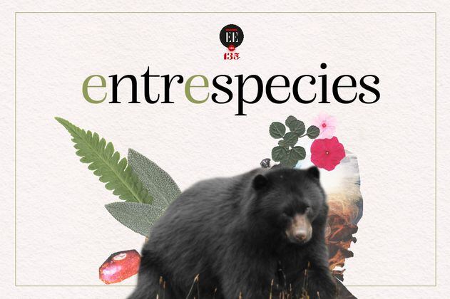 Del oso andino y de cómo conservar en comunidad | Entrespecies