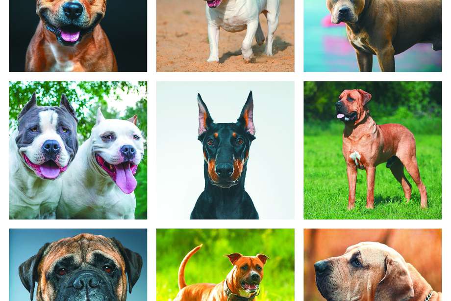 La ley indica trece razas de perros que, por sus antecedentes, son potencialmente peligrosas, por lo que estos perros deben ser llevados con ciertas medidas de seguridad. / Getty Images