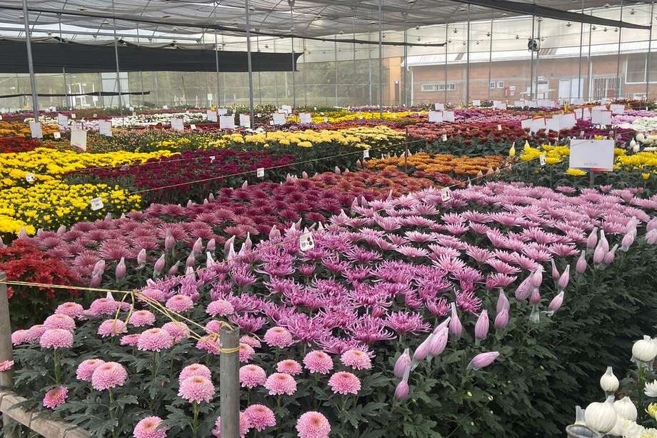 En países como Estados Unidos, Rusia, Japón y Corea, las flores de Colombia adornan diferentes espacios con sus más de 1600 variedades y 60 especies.