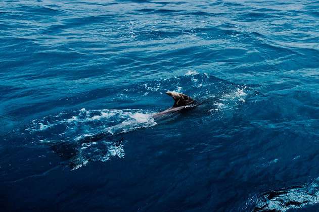 ¿Por qué ha aumentando el avistamiento de tiburones en las playas de San Andrés?