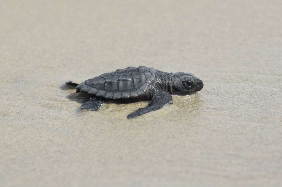Hasta el momento, se han documentado más de 53 rastreos de tortugas marinas y se han observado dos crías vivas que se dirigían al agua
