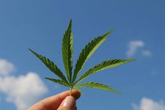 Plenaria de la Cámara hundió el proyecto que proponía legalizar el consumo adulto de la marihuana. 