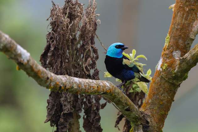 La nueva área protegida que será clave para la conservación de aves en el Chocó