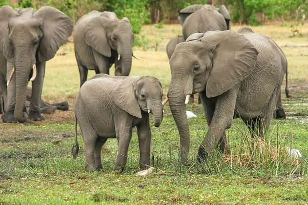 Mueren envenenados 12 elefantes en un parque de Zimbabue
