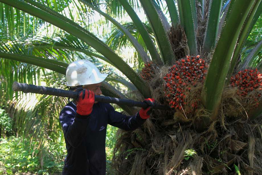 El biodiésel, que proviene del aceite de palma, contribuye a la descarbonización de la economía. EFE/ Ricardo Maldonado Rozo
