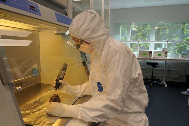 Edana Lord probando ADN de rinocerontes lanudos en un laboratorio. 