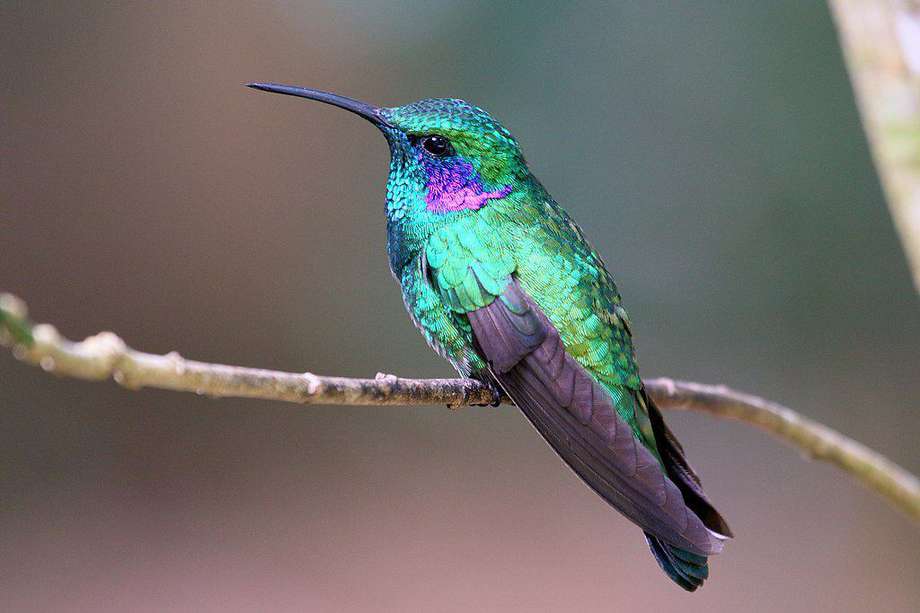 Imagen del "Colibri thalassinus", que habita en México.