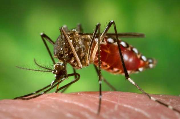 Mosquitos infectados con una bacteria en laboratorio sí reducen casos de dengue