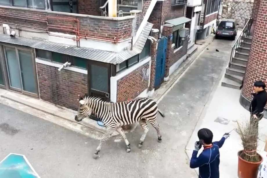 El animal escapó del zoológico Gran Parque de los Niños de Seúl alrededor de las 14:50 horas (hora local) luego de haber roto su cerca de madera.
