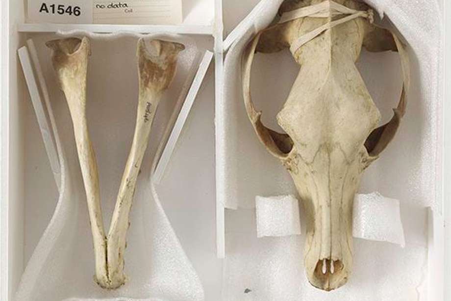 Cráneo del cuerpo de la hembra hallado en el gabinete de un museo.