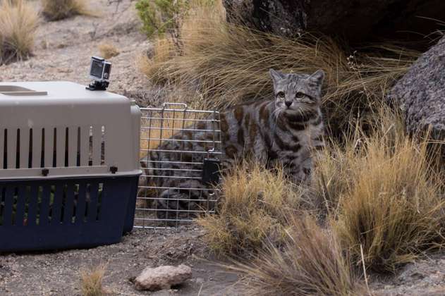 El gato ‘fantasma’ de los Andes que los científicos tratan de proteger