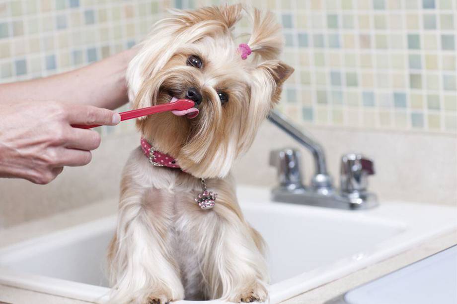 Mal aliento en tu perro: ¿Cómo debes lavar la boca de tu canino?