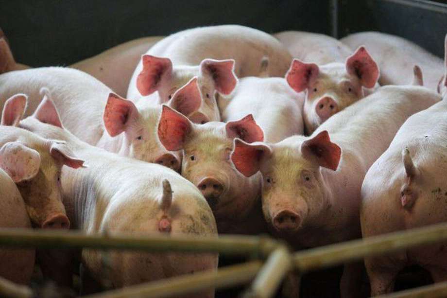 El brote ha obligado al sacrificio de más de 17.000 cerdos en la isla. 