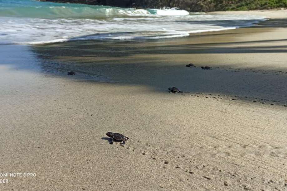 Tortuguitas Carey caminan hacia el mar caribe colombiano por primera vez.
