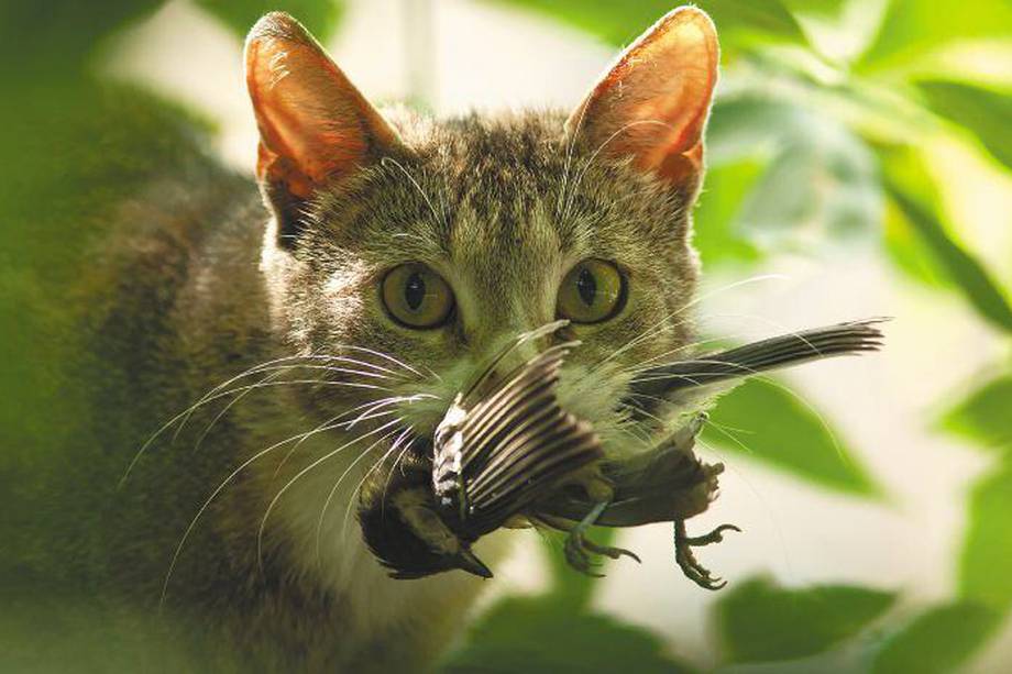 Los gatos han contribuido a, por lo menos, 63 extinciones de vertebrados a escala mundial.
