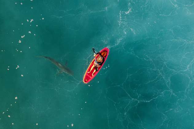 Una turista en las Bahamas murió después de ser atacada por un tiburón