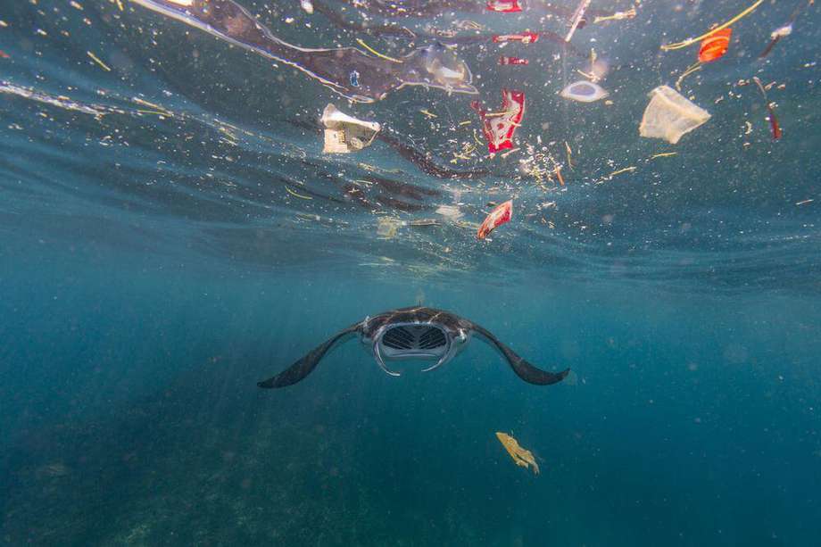 Una manta raya de arrecife (Mobula alfredi) nadando en el océano rodeada de residuos de plástico en Bali, Indonesia.