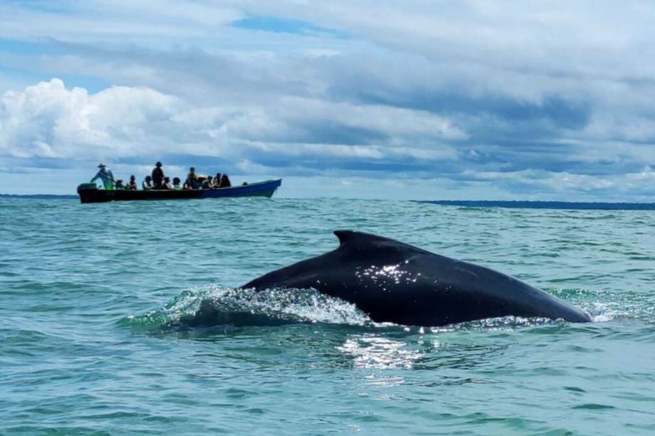 La temporada de avistamiento de ballenas en Colombia es del 15 de julio al 15 de octubre.